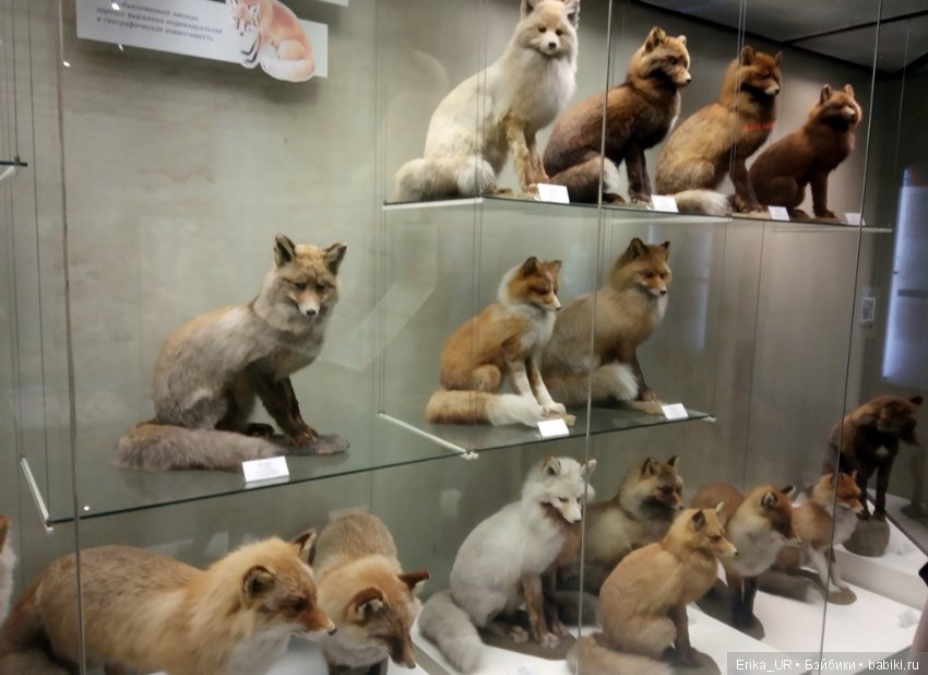 Дарвиновский музей, Москва