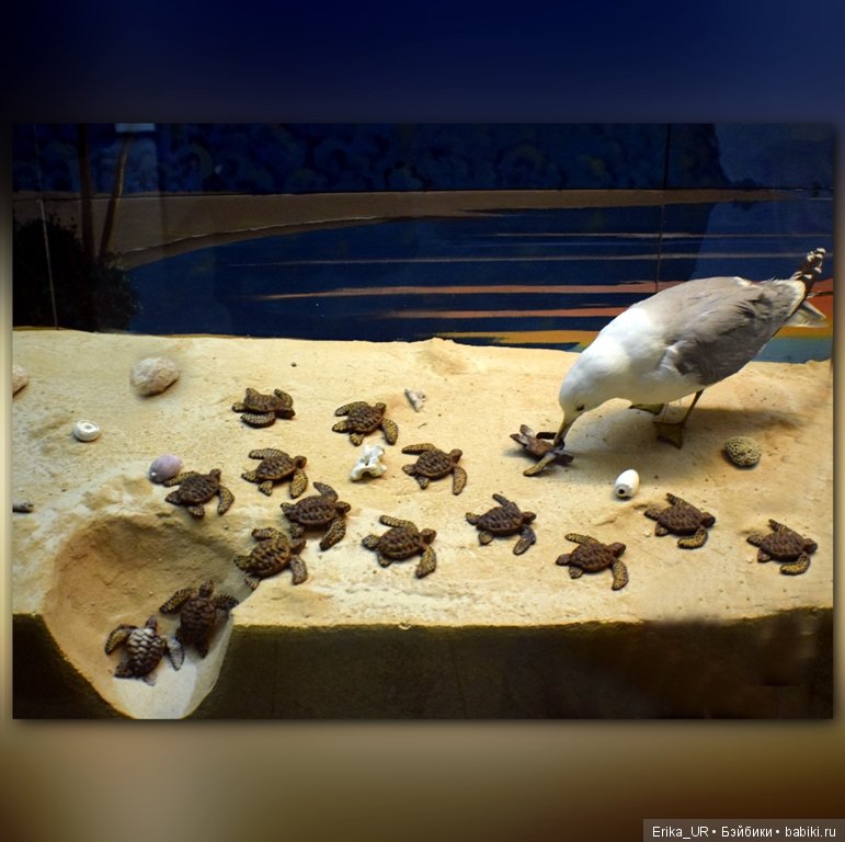 Дарвиновский музей, Москва