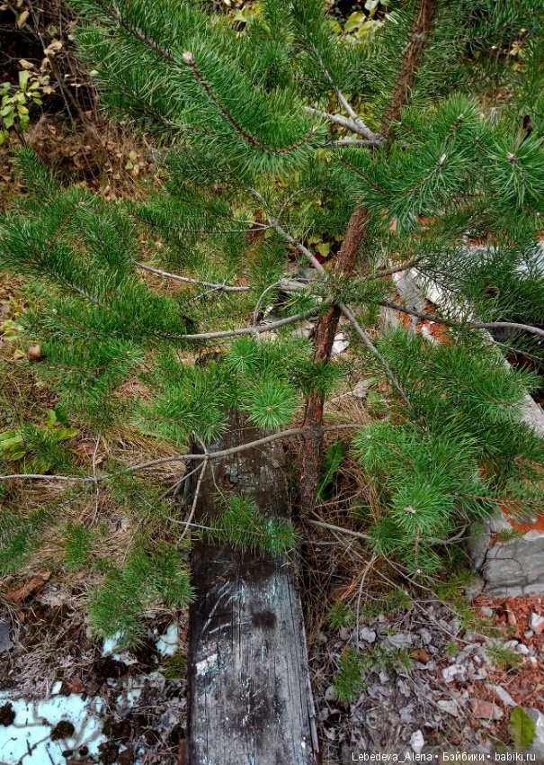 Любите ли вы заброшки — Болталка и разговоры обо всем: жизнь (фото 7)