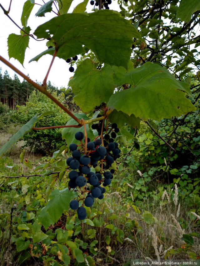 Любите ли вы заброшки — Болталка и разговоры обо всем: жизнь (фото 6)