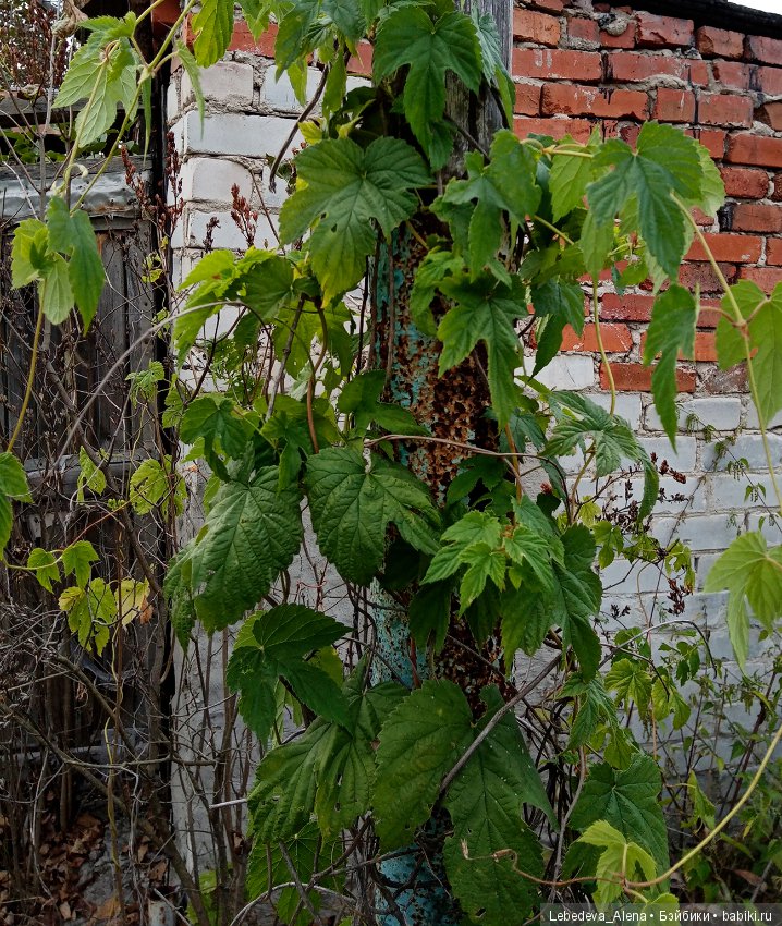 Любите ли вы заброшки — Болталка и разговоры обо всем: жизнь (фото 9)