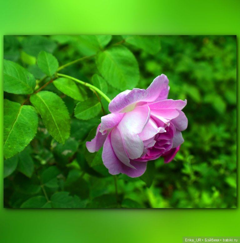 Аптекарский огород (Москва) теперь вот и моими глазами (фото 3)