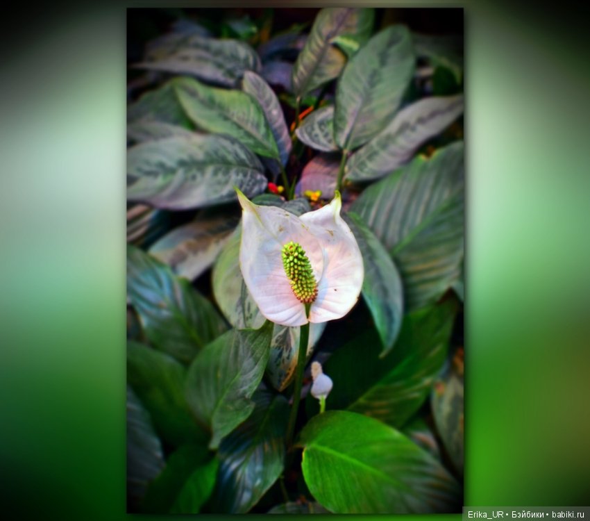 Аптекарский огород (Москва) теперь вот и моими глазами