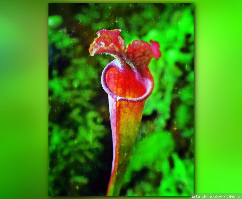 Аптекарский огород (Москва) теперь вот и моими глазами (фото 10)