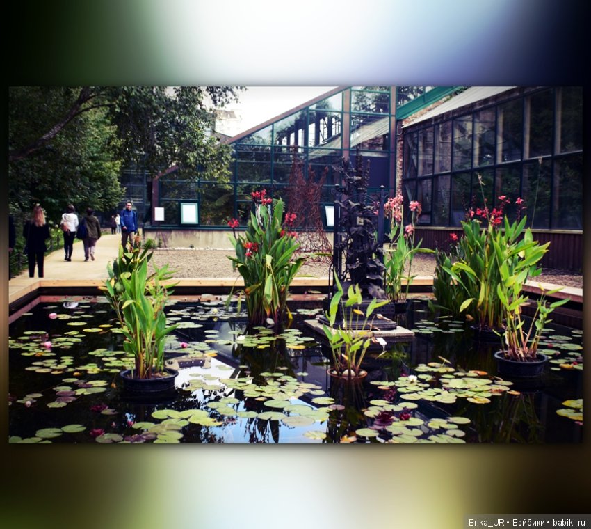 Аптекарский огород (Москва) теперь вот и моими глазами (фото 5)