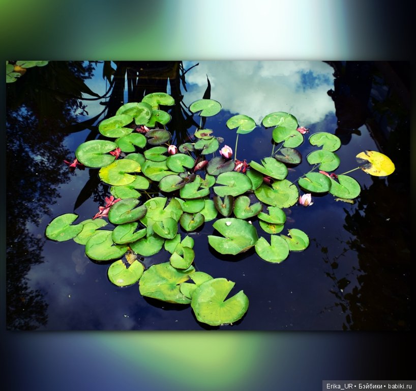 Аптекарский огород (Москва) теперь вот и моими глазами