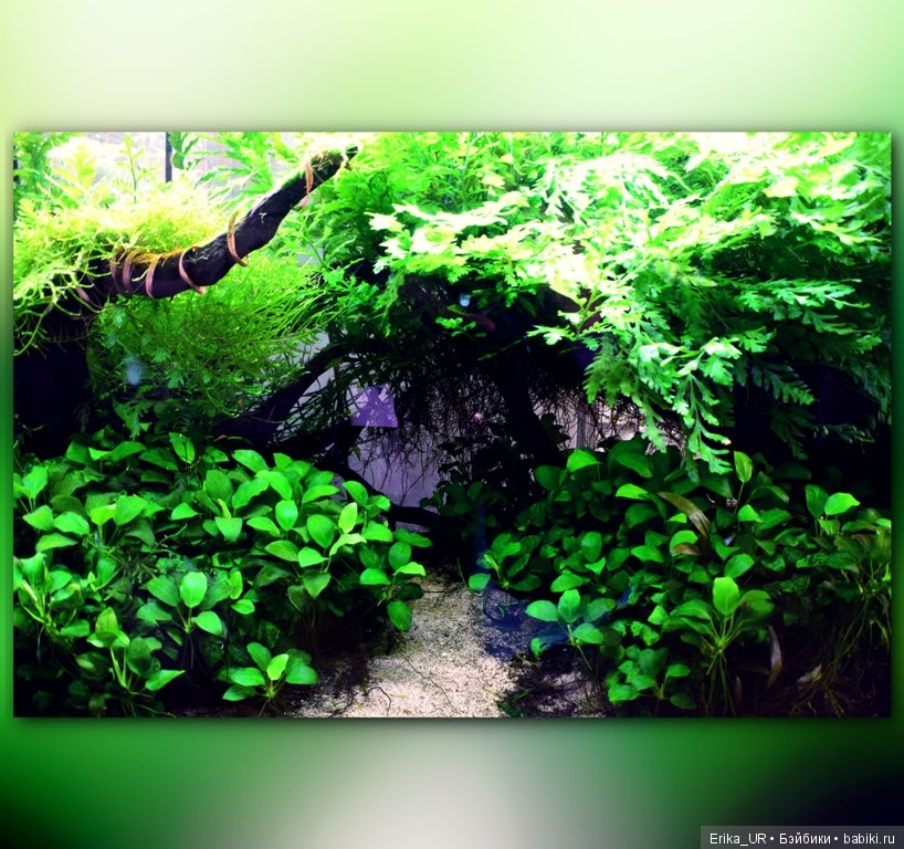 Аптекарский огород (Москва) теперь вот и моими глазами