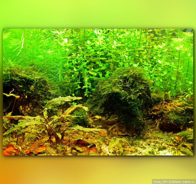 Аптекарский огород (Москва) теперь вот и моими глазами