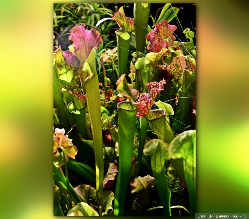 Аптекарский огород (Москва) теперь вот и моими глазами