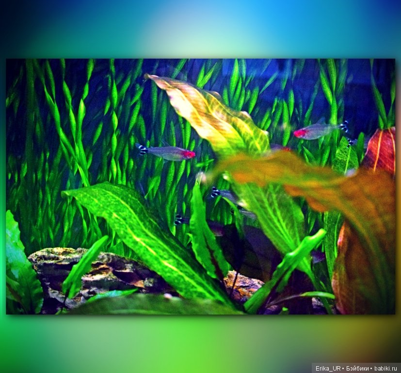 Аптекарский огород (Москва) теперь вот и моими глазами