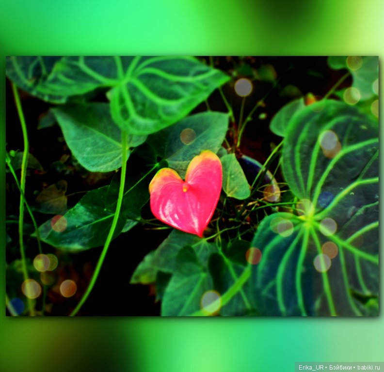 Аптекарский огород (Москва) теперь вот и моими глазами (фото 8)