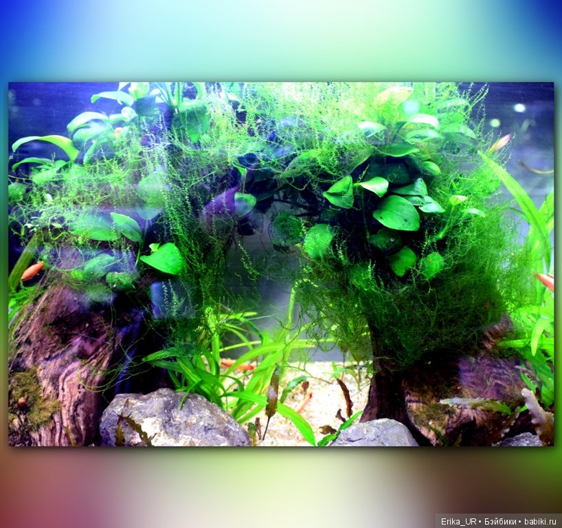 Аптекарский огород (Москва) теперь вот и моими глазами