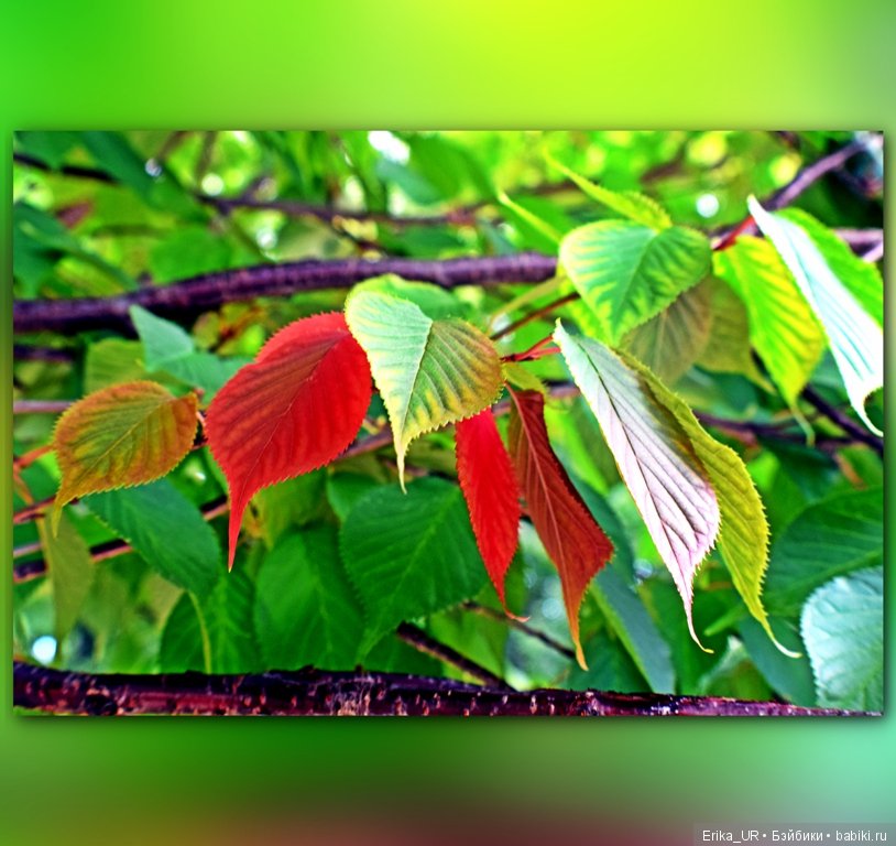 Аптекарский огород (Москва) теперь вот и моими глазами (фото 6)