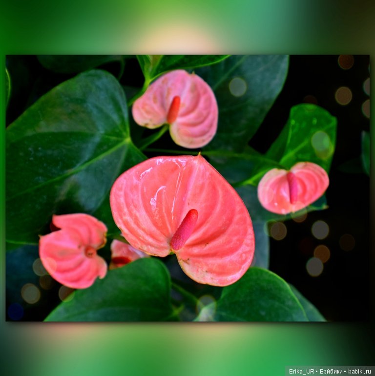 Аптекарский огород (Москва) теперь вот и моими глазами