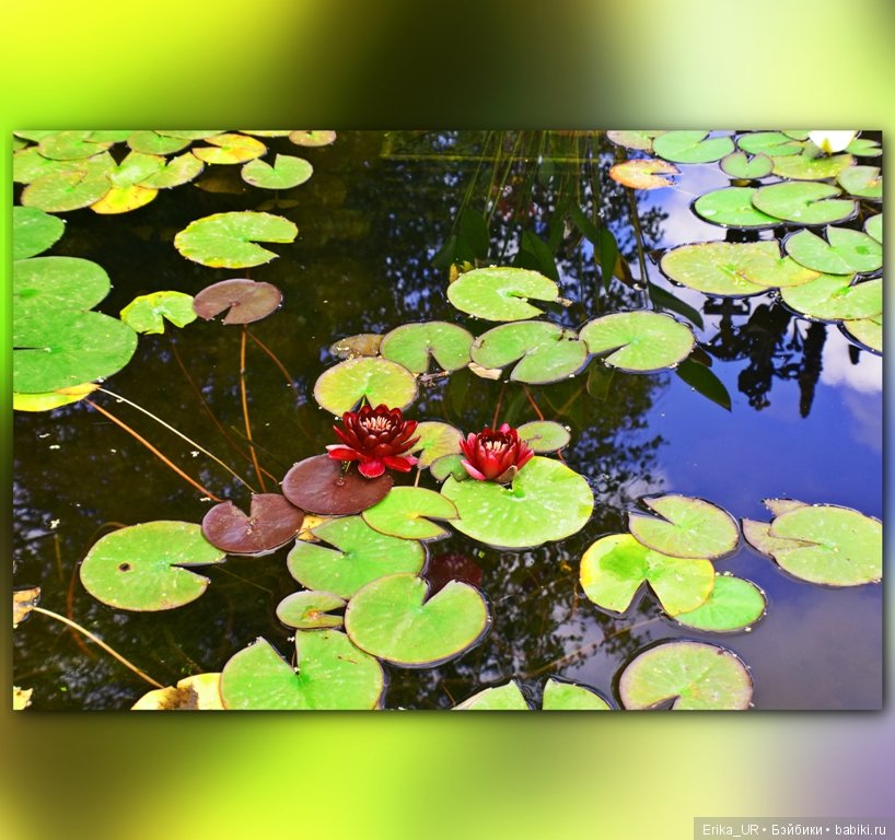 Аптекарский огород (Москва) теперь вот и моими глазами (фото 4)