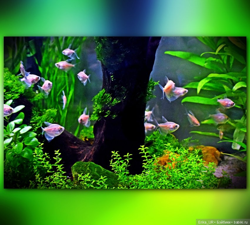 Аптекарский огород (Москва) теперь вот и моими глазами