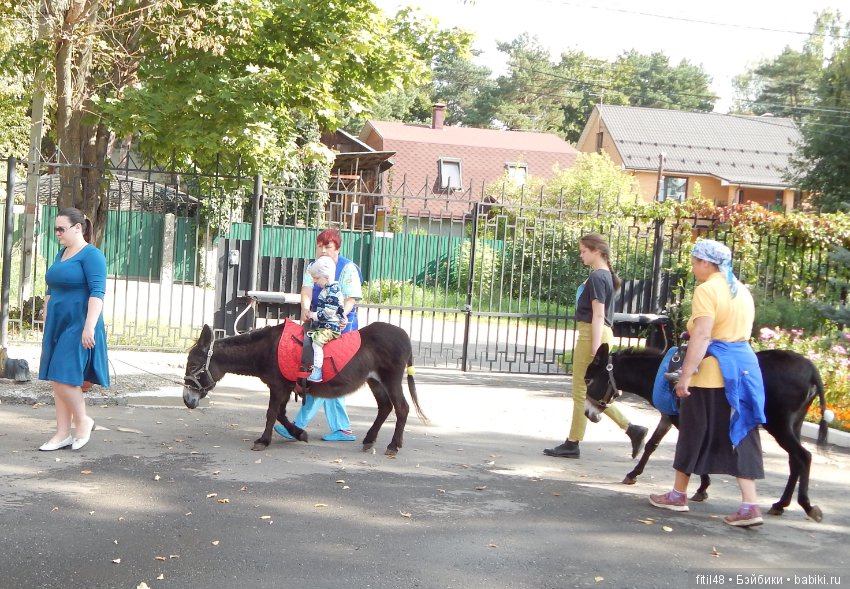 Лечебная верховая езда — Интересное и необычное: фотоподборки