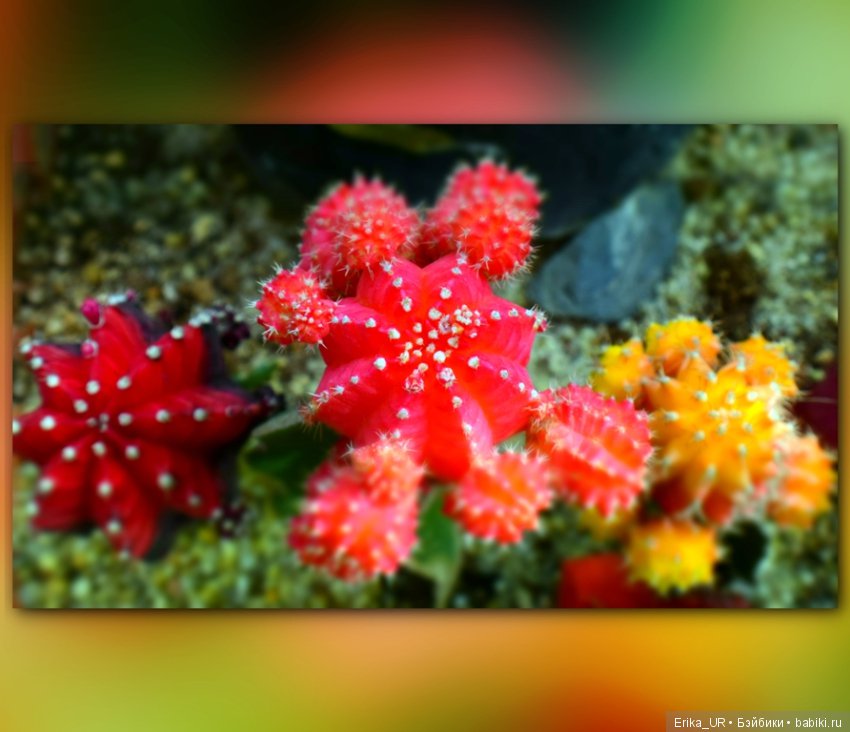 Аптекарский огород (Москва) теперь вот и моими глазами