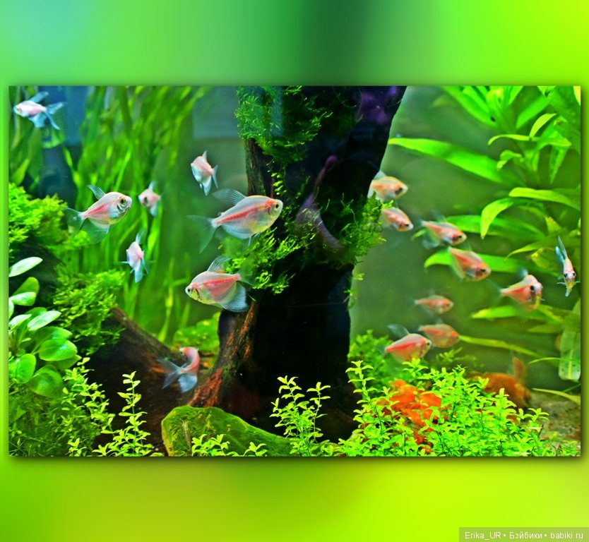 Аптекарский огород (Москва) теперь вот и моими глазами