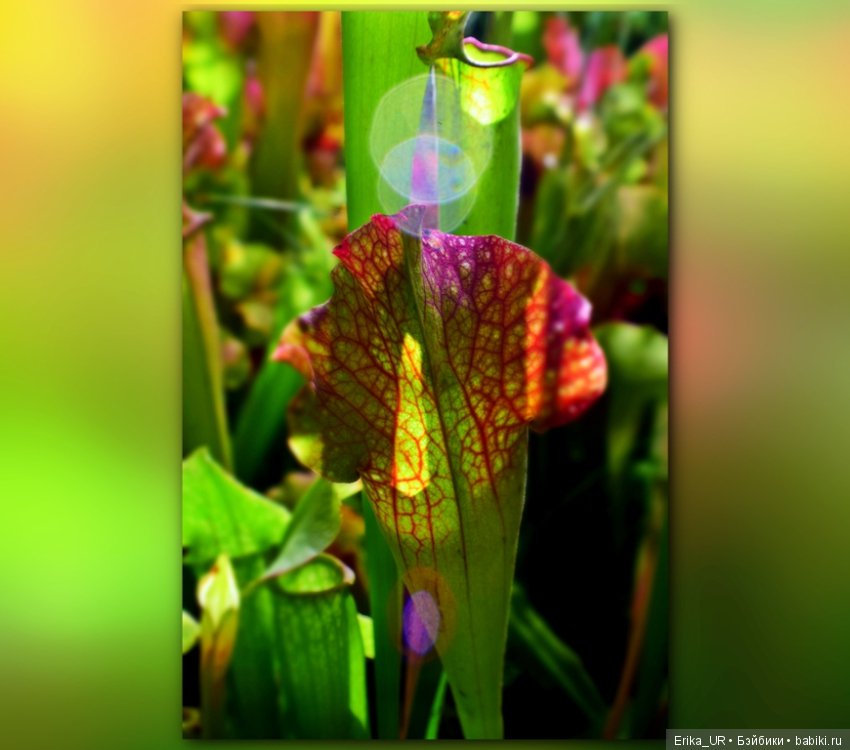 Аптекарский огород (Москва) теперь вот и моими глазами (фото 9)