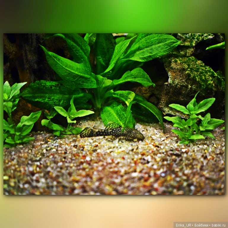 Аптекарский огород (Москва) теперь вот и моими глазами