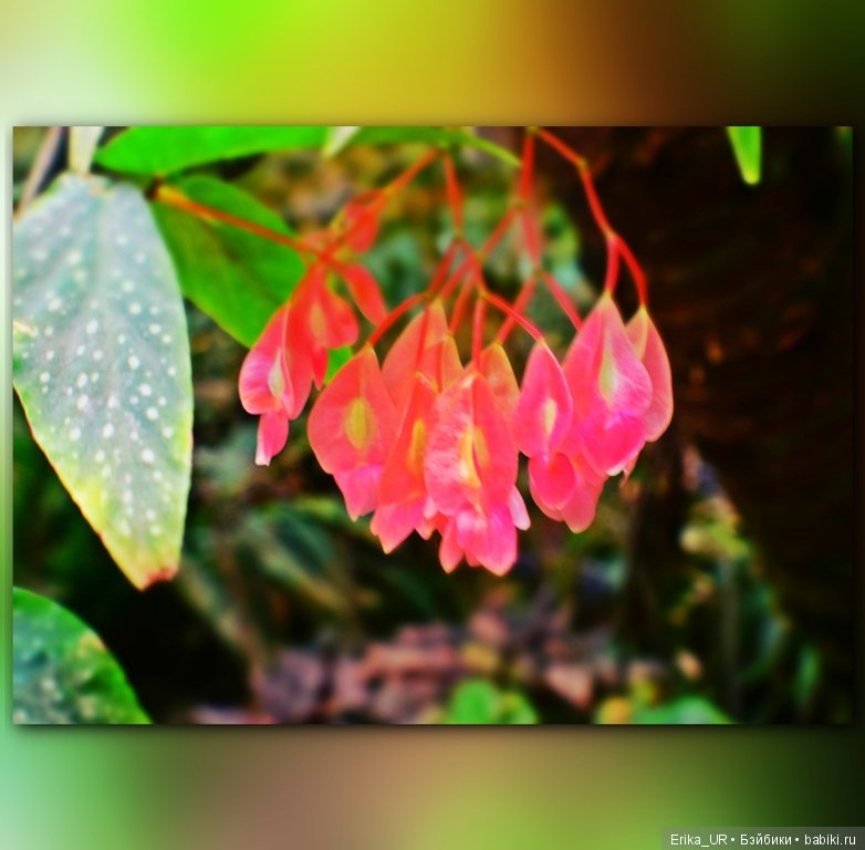 Аптекарский огород (Москва) теперь вот и моими глазами (фото 7)