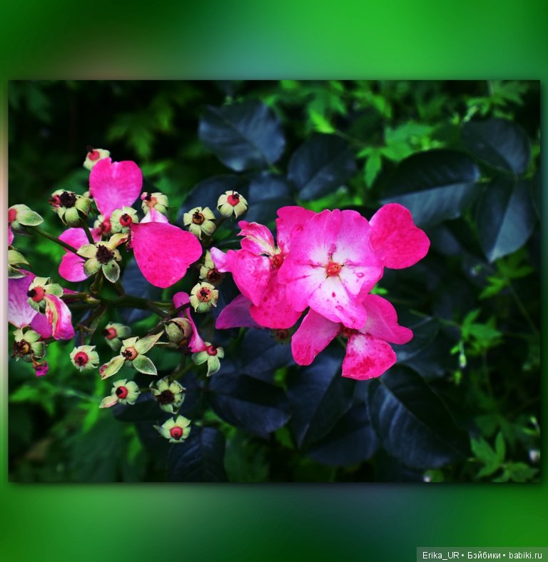 Аптекарский огород (Москва) теперь вот и моими глазами (фото 2)