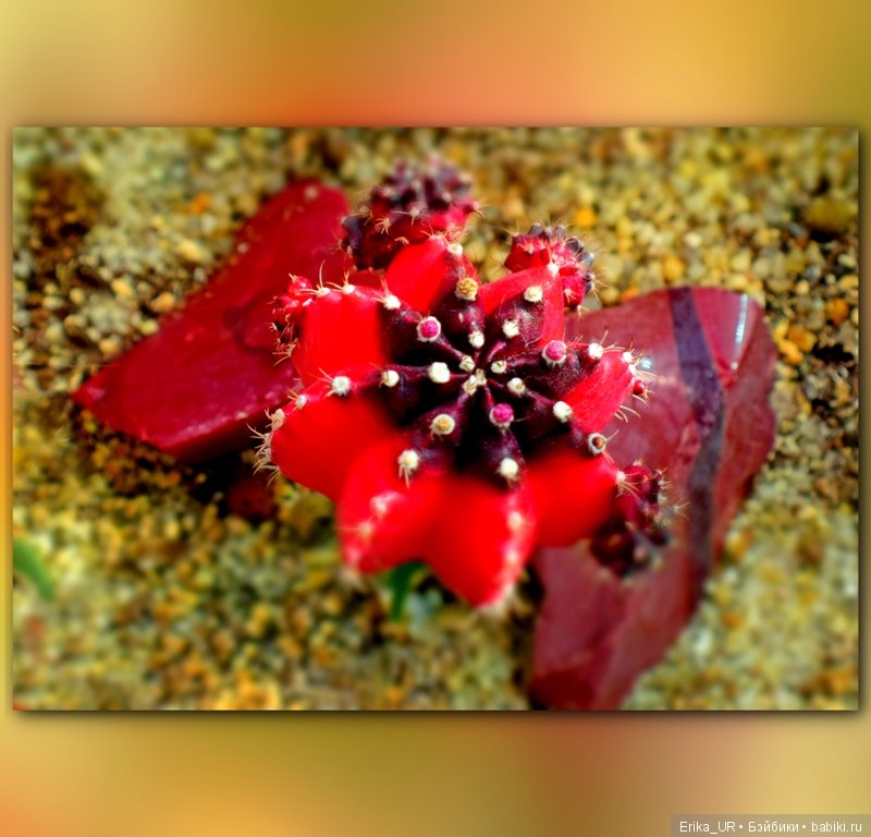 Аптекарский огород (Москва) теперь вот и моими глазами