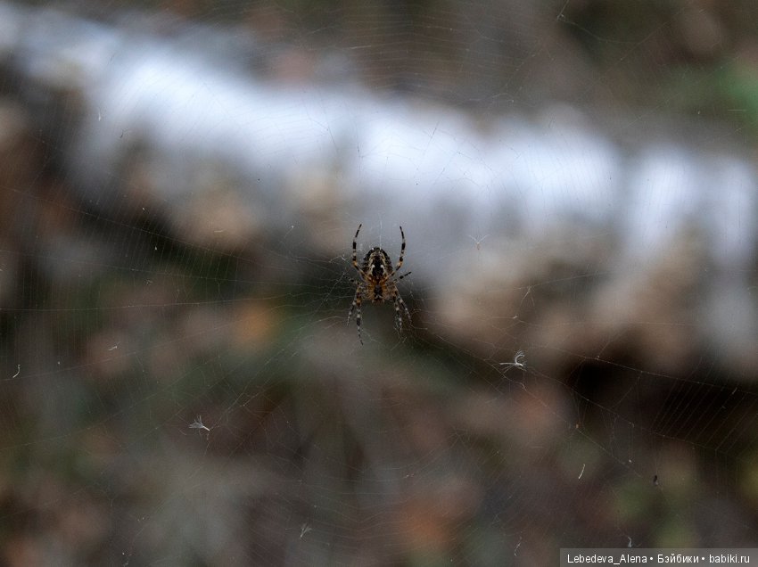 Осенние зарисовки с Алисой (фото 9)