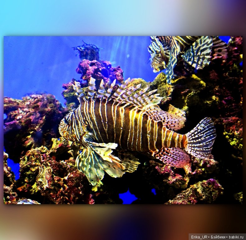 Сопутствующее куклам увлечение. Фото из Москвариума и ВДНХ (5 августа 2019)