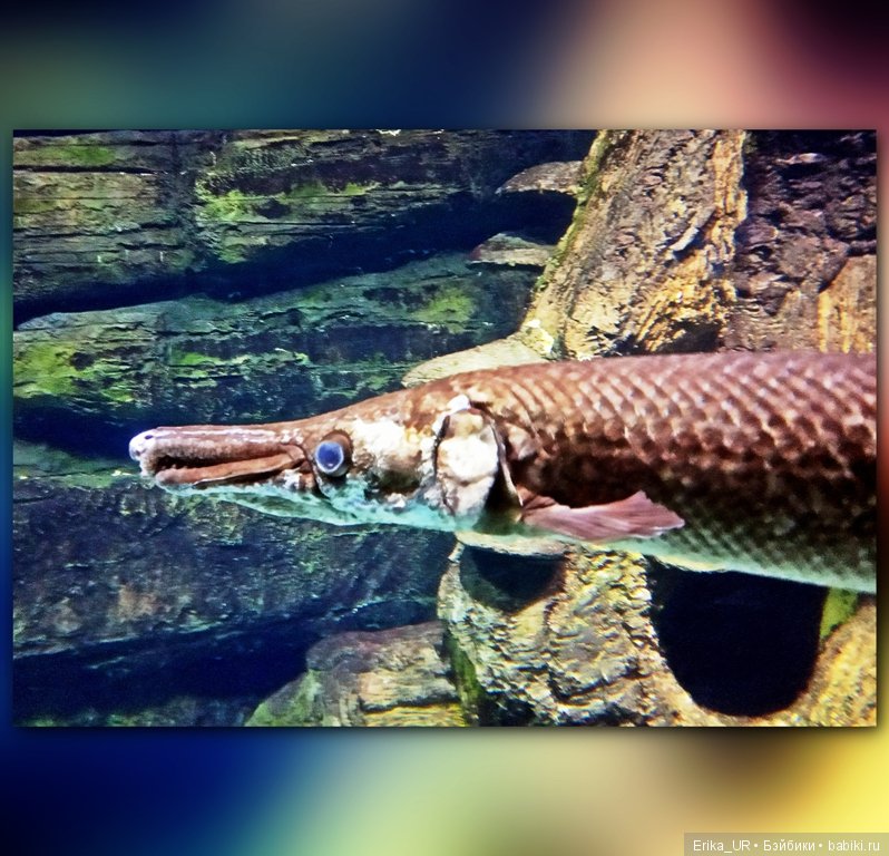 Сопутствующее куклам увлечение. Фото из Москвариума и ВДНХ (5 августа 2019)