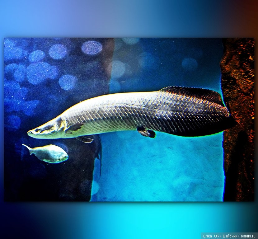 Сопутствующее куклам увлечение. Фото из Москвариума и ВДНХ (5 августа 2019)