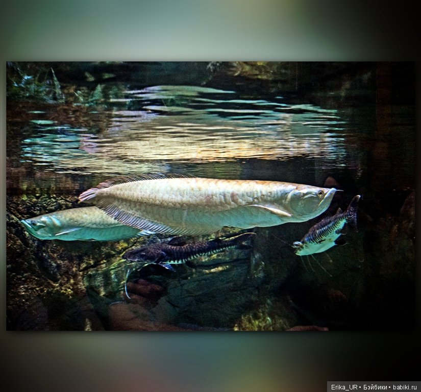 Сопутствующее куклам увлечение. Фото из Москвариума и ВДНХ (5 августа 2019) (фото 8)