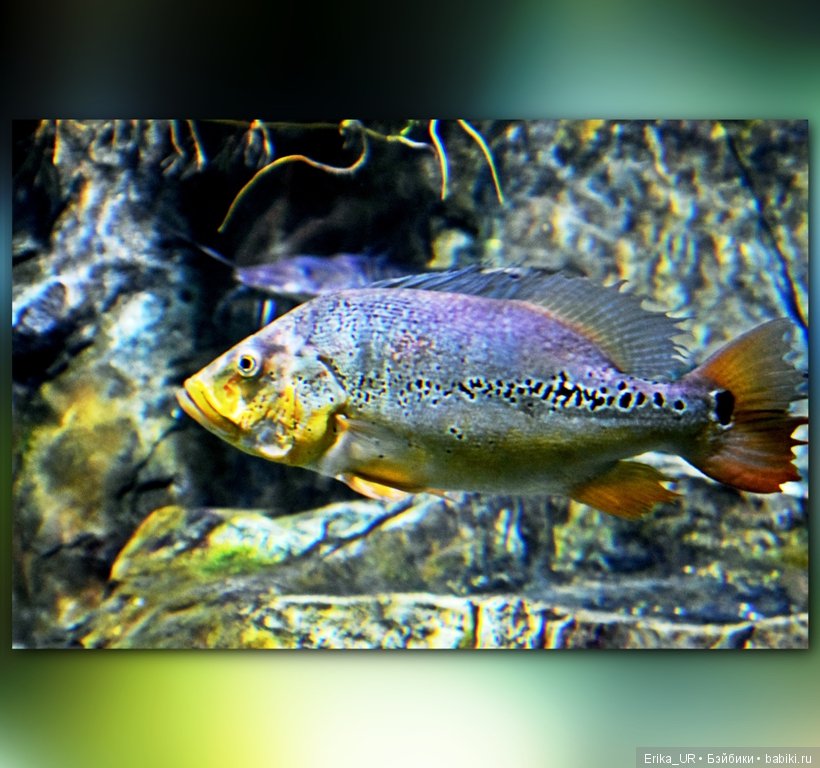 Сопутствующее куклам увлечение. Фото из Москвариума и ВДНХ (5 августа 2019) (фото 9)