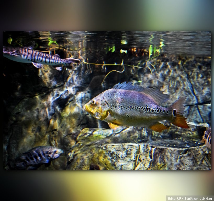 Сопутствующее куклам увлечение. Фото из Москвариума и ВДНХ (5 августа 2019)