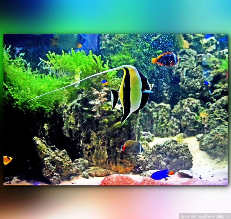 Сопутствующее куклам увлечение. Фото из Москвариума и ВДНХ (5 августа 2019)