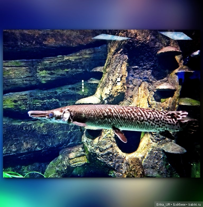 Сопутствующее куклам увлечение. Фото из Москвариума и ВДНХ (5 августа 2019)