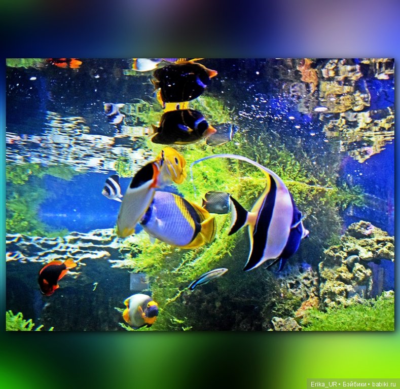 Сопутствующее куклам увлечение. Фото из Москвариума и ВДНХ (5 августа 2019)