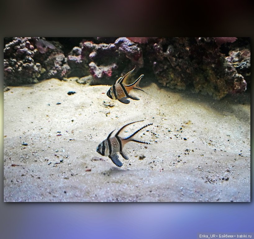 Сопутствующее куклам увлечение. Фото из Москвариума и ВДНХ (5 августа 2019)