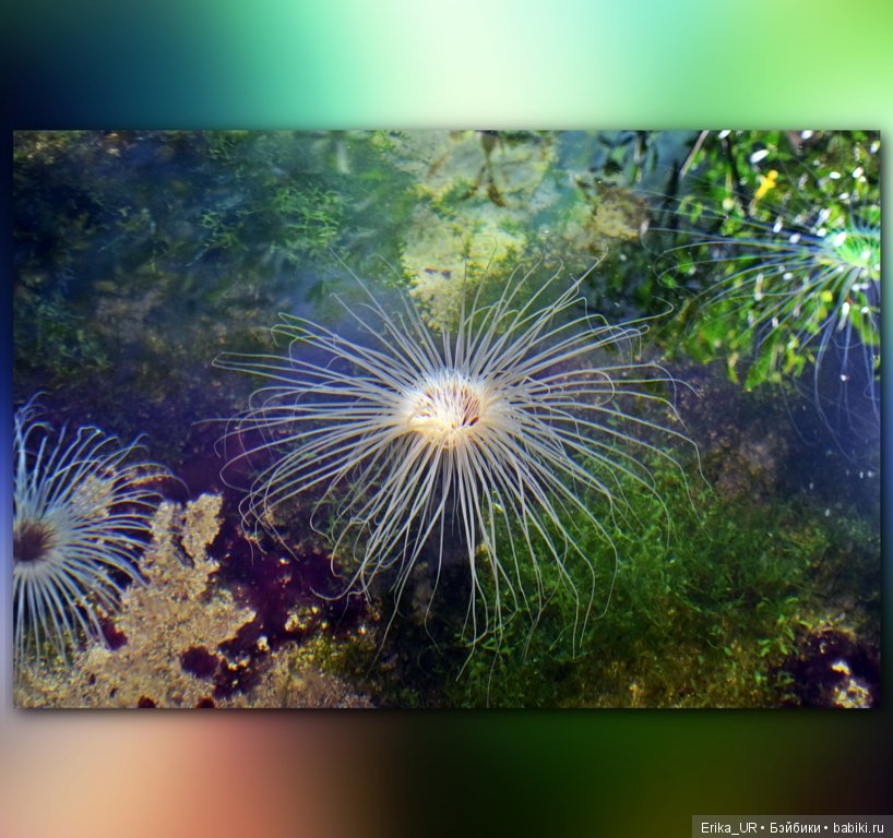 Сопутствующее куклам увлечение. Фото из Москвариума и ВДНХ (5 августа 2019) (фото 10)