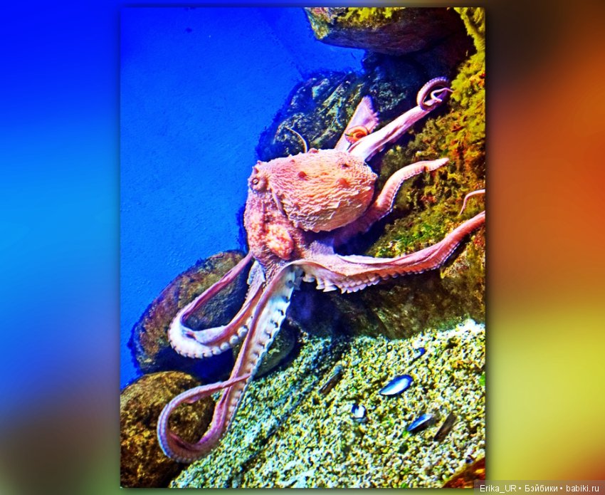 Сопутствующее куклам увлечение. Фото из Москвариума и ВДНХ (5 августа 2019)