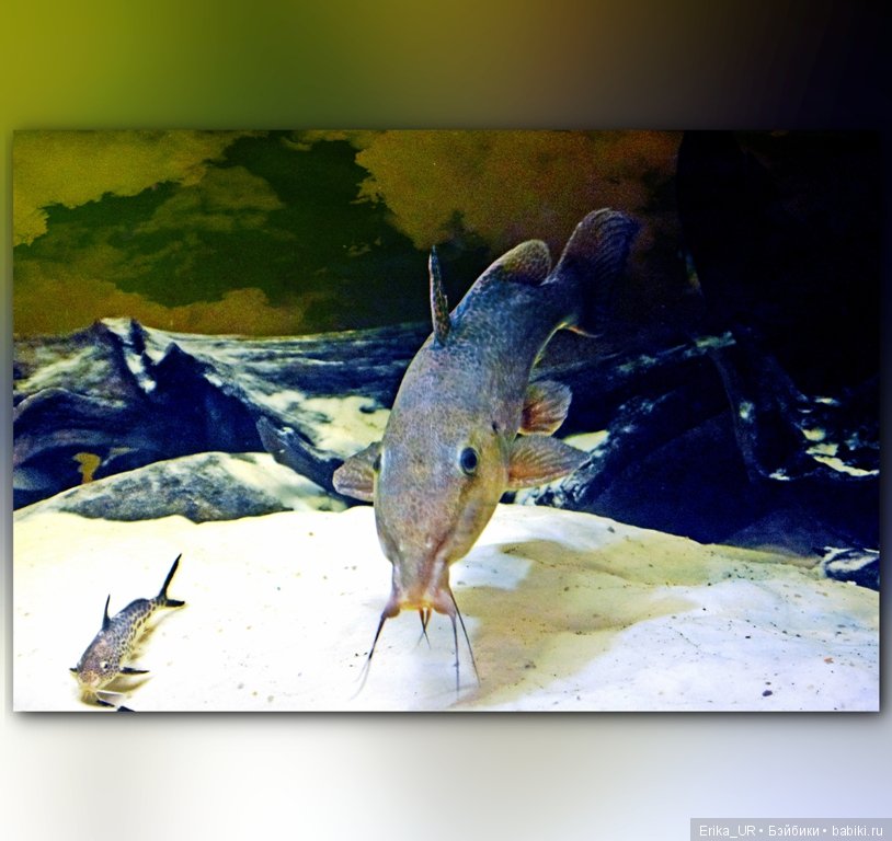 Сопутствующее куклам увлечение. Фото из Москвариума и ВДНХ (5 августа 2019)