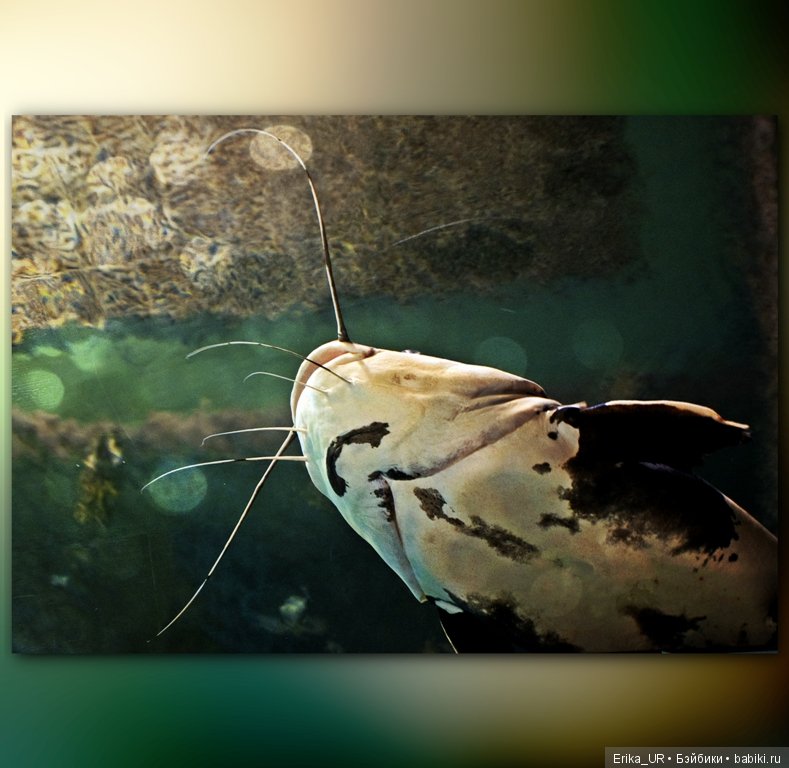 Сопутствующее куклам увлечение. Фото из Москвариума и ВДНХ (5 августа 2019)