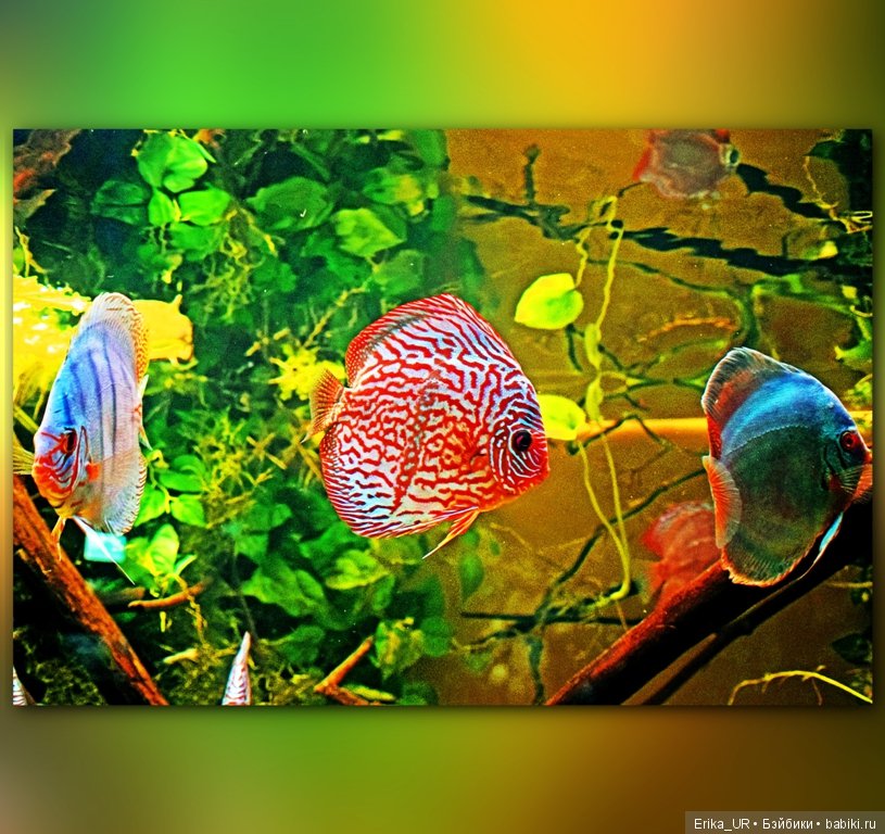 Сопутствующее куклам увлечение. Фото из Москвариума и ВДНХ (5 августа 2019) (фото 7)