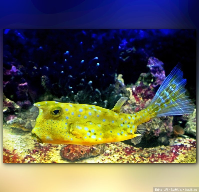 Сопутствующее куклам увлечение. Фото из Москвариума и ВДНХ (5 августа 2019)