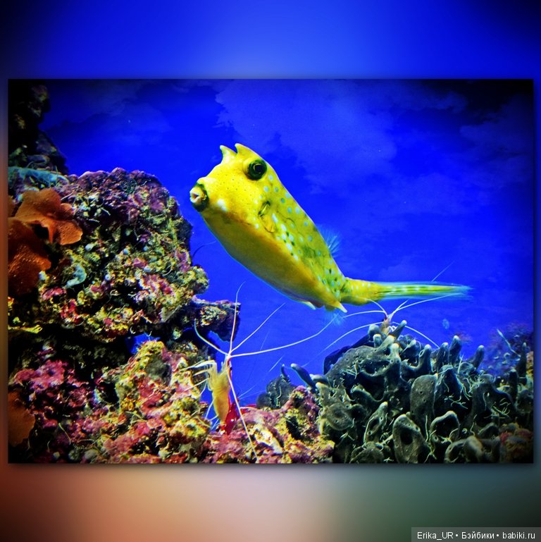 Сопутствующее куклам увлечение. Фото из Москвариума и ВДНХ (5 августа 2019)