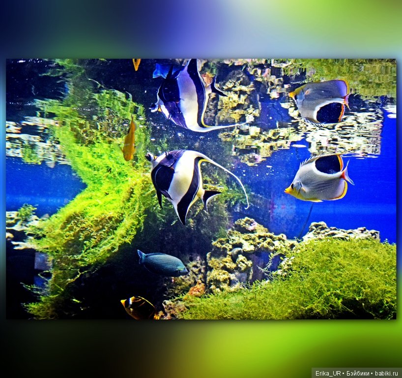 Сопутствующее куклам увлечение. Фото из Москвариума и ВДНХ (5 августа 2019)