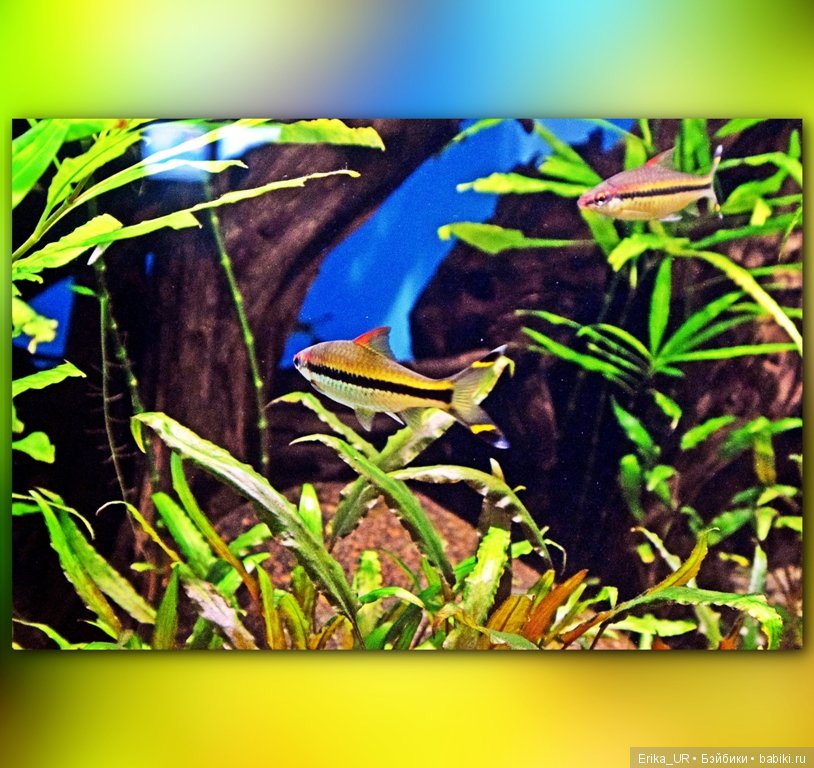 Сопутствующее куклам увлечение. Фото из Москвариума и ВДНХ (5 августа 2019)