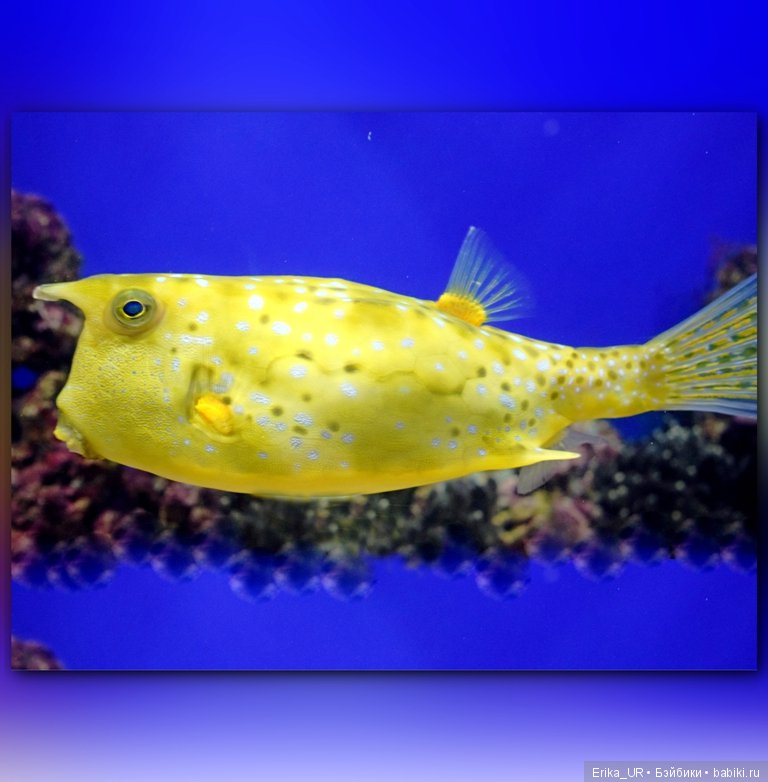 Сопутствующее куклам увлечение. Фото из Москвариума и ВДНХ (5 августа 2019)