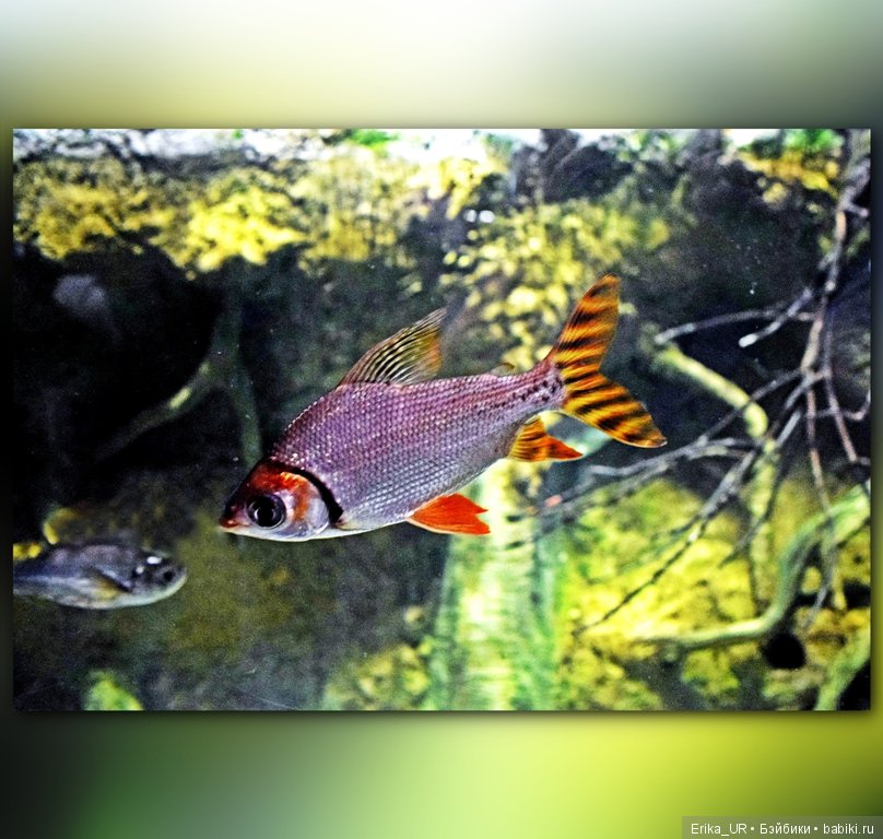 Сопутствующее куклам увлечение. Фото из Москвариума и ВДНХ (5 августа 2019)